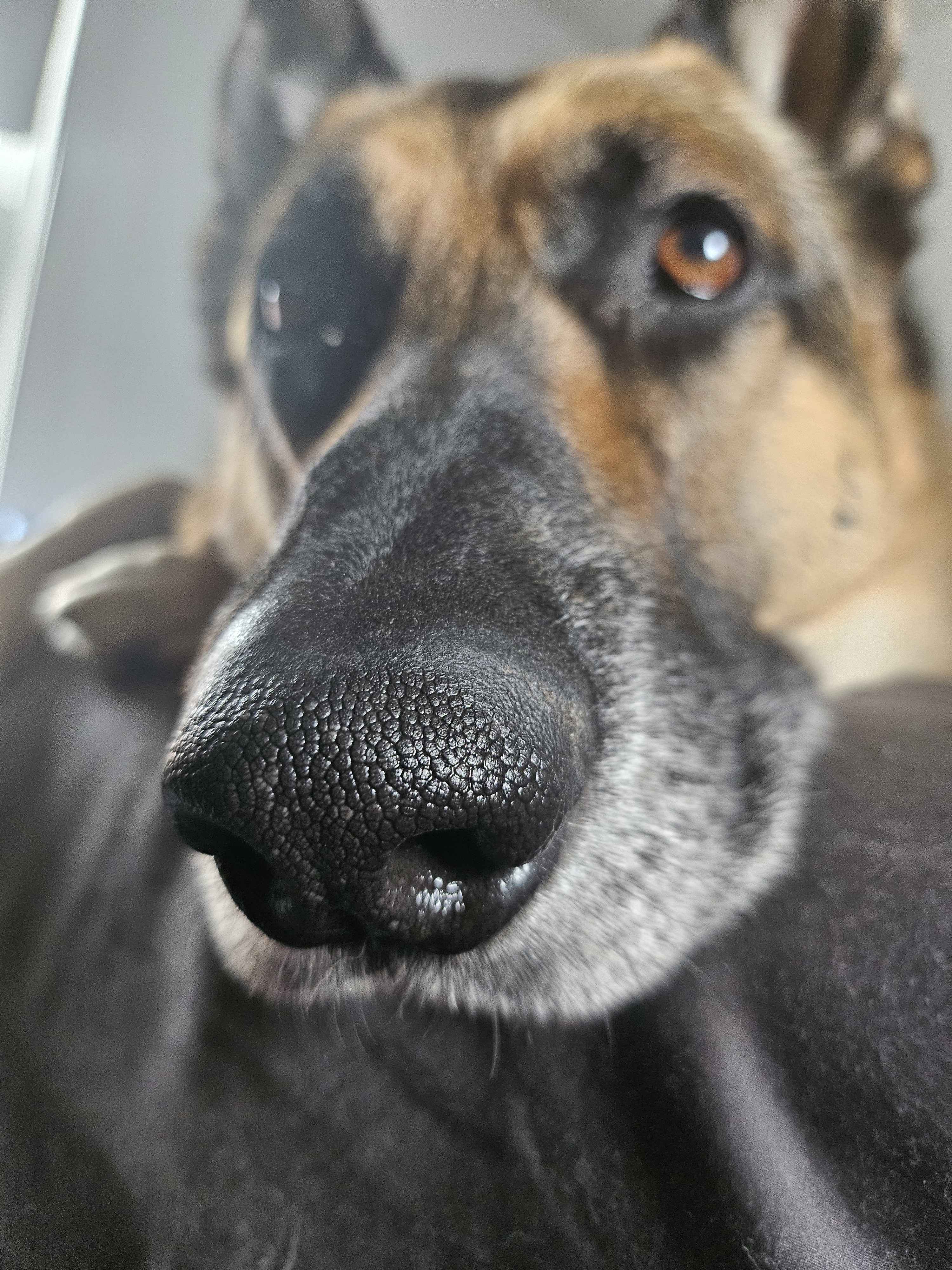 A close up photo of a German Shepherd's nose